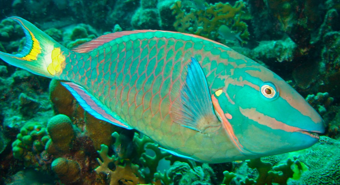 Características distintivas del pez loro