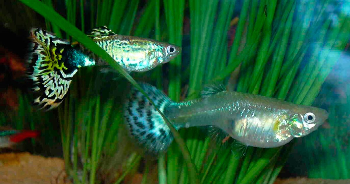 Comportamiento reproductivo del pez guppy