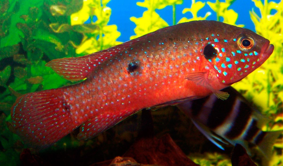 Especies de peces joya