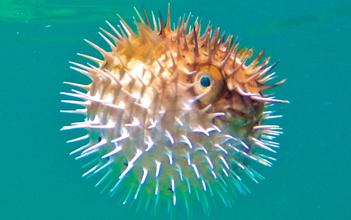 Hábitos reproductivos del pez globo