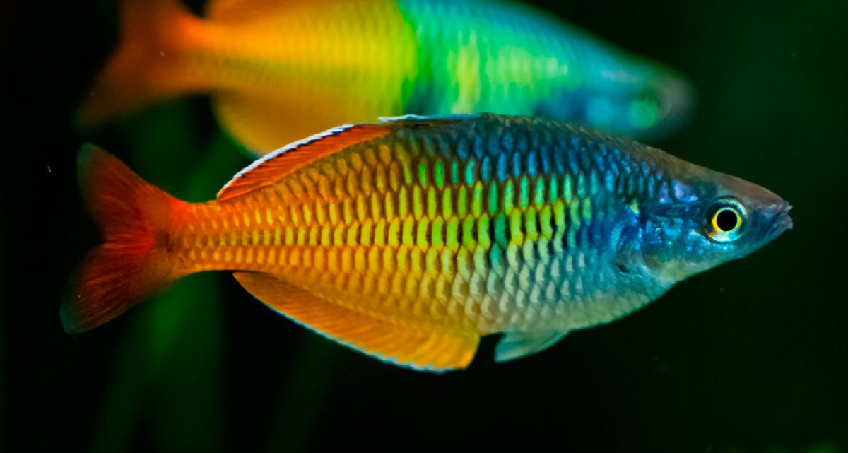 Mantenimiento del pez arcoíris