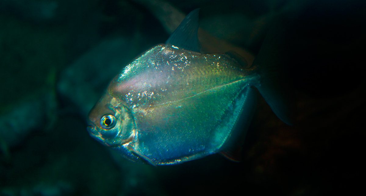 Reproducción del pez dolar de plata