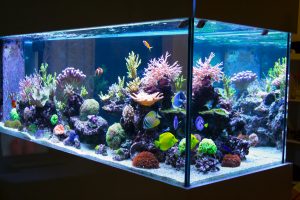 Los 9 mejores filtros externos para acuarios