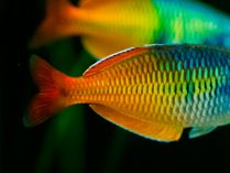 Mantenimiento del pez arcoíris