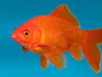 Reproducción del pez carpa dorada