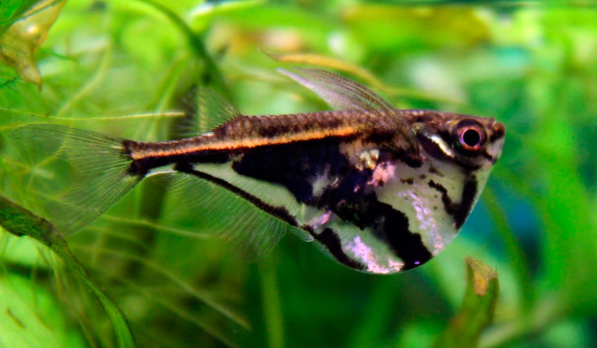 Carnegiellas trigata