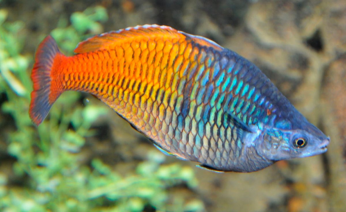 Comportamiento del pez arcoíris