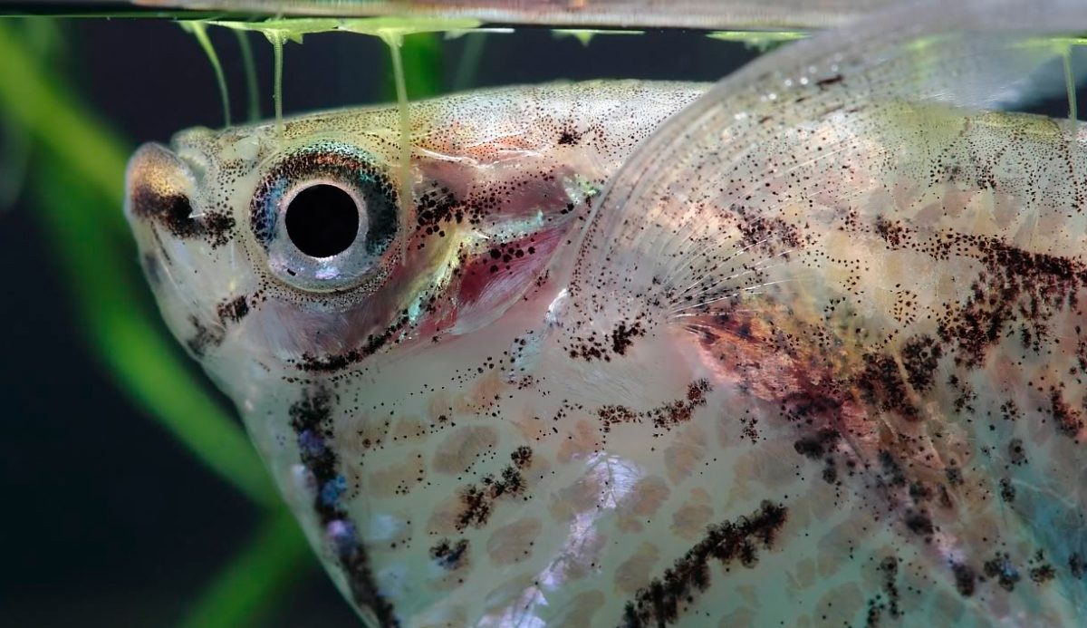 Comportamiento del pez hacha