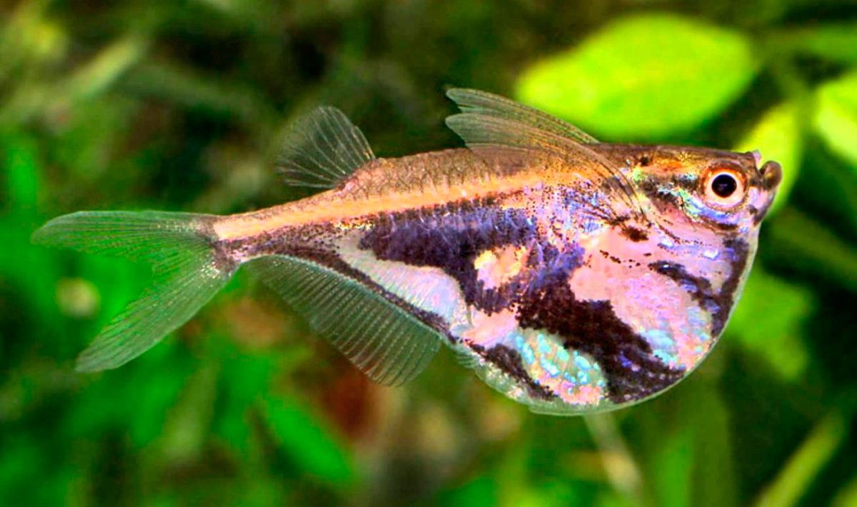 Hábitat del pez hacha