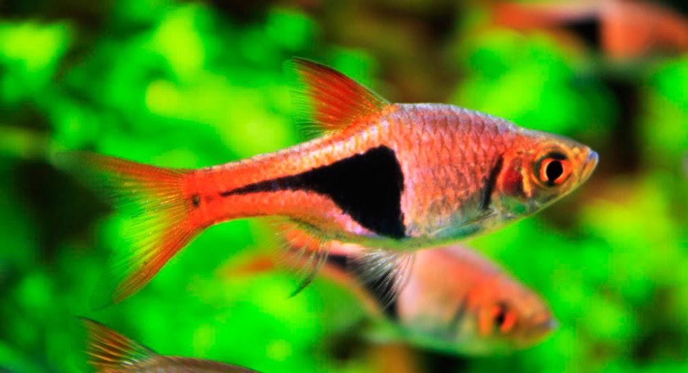Reproducción del pez arlequín