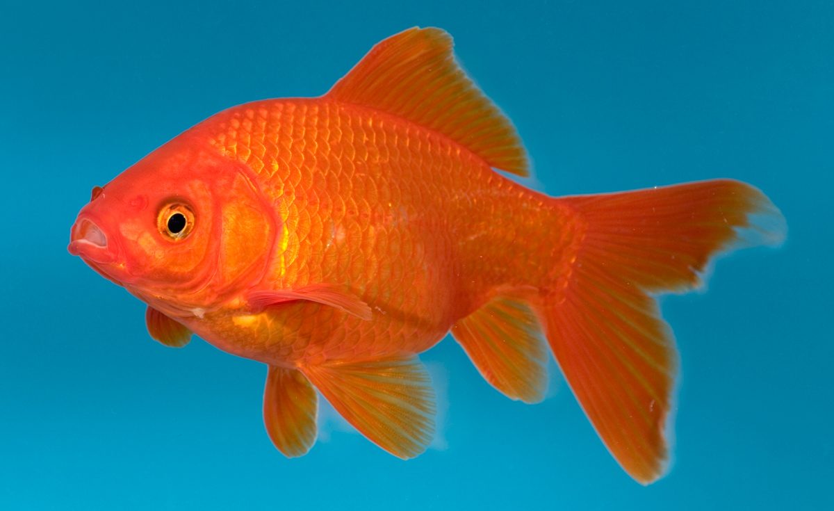 Reproducci n del pez carpa dorada im genes y fotos for Pesci rossi giganti