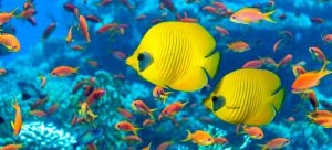 25 curiosidades sobre peces que no sabías
