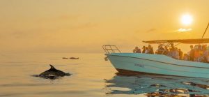 ¿Dónde y cómo ver delfines en Mallorca?