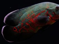 Alimentos de los peces Oscar