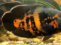 Características del pez Oscar