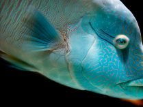 Características distintivas del pez Napoleón