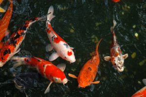 Cómo hacer un estanque para peces