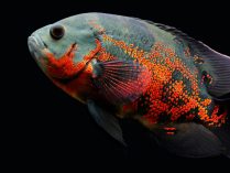 Compañeros de tanque de los peces Oscar