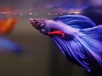 Descripción física del pez Betta