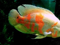 Esperanza de vida del pez Oscar