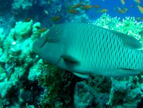 Hábitos alimenticios del pez Napoleón