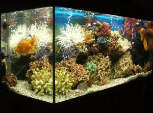 Los 7 mejores calentadores de acuario