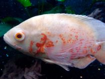 Pez Oscar albino