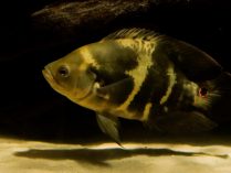 Tanques para los peces Oscar